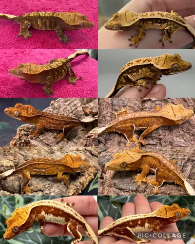 geckos à crête , View more