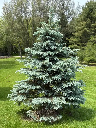 SEVERAL HUNDRED BLUE SPRUCE AND WHITE PINE AVAILABLE…NO HERBICIDES OR PESTICIDES USED….BLUE SPRUCE A...