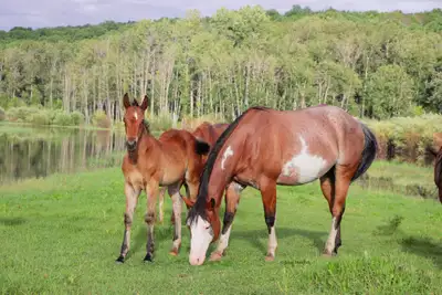 2026 AQHA X stud colt, View more