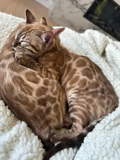 Chatte bengal pure race snow seal sepia TICA, View more