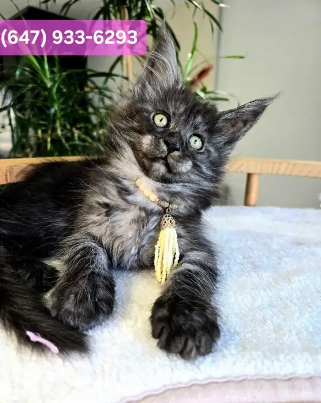 Champion Maine Coons (647) 933-6293 in Cats & Kittens for Rehoming in City of Toronto - Image 3