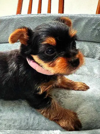 Yorkshire Terrier Puppies, View more