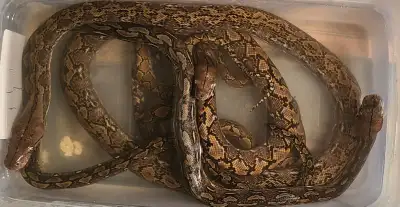 Superdwarf Retics, View more