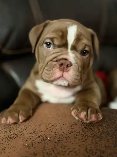 Olde English/ English Bulldog Puppies, View more