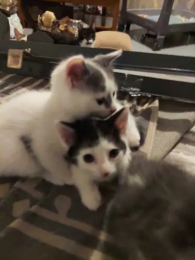 cats for rehoming, View more