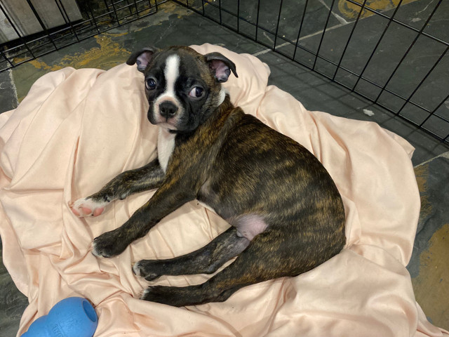 Brindle boston terrier  in Dogs & Puppies for Rehoming in Hamilton