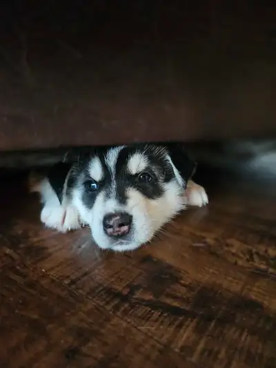husky puppies, View more