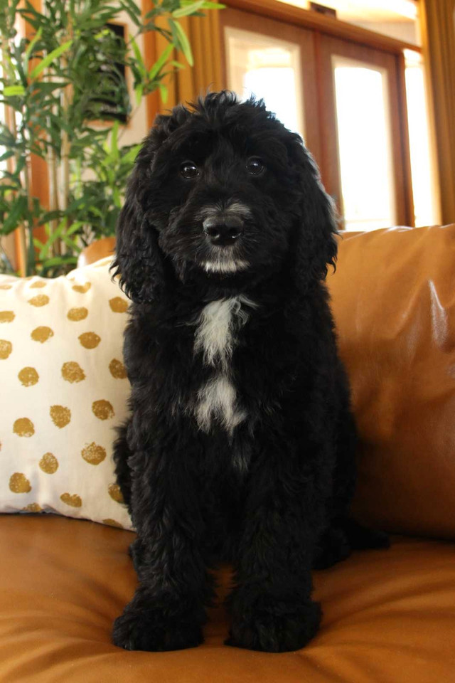 F1 Tuxedo midsize Bernedoodle puppies  in Dogs & Puppies for Rehoming in Kelowna