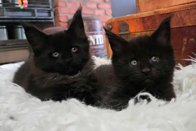 Maine Coon 2 femelles 3 mois - reayd to go in Cats & Kittens for Rehoming in Laval / North Shore - Image 6