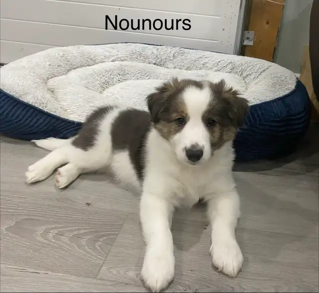 Chiots border-collie mélangé avec Shetland à vendre in Dogs & Puppies for Rehoming in Longueuil / South Shore - Image 3