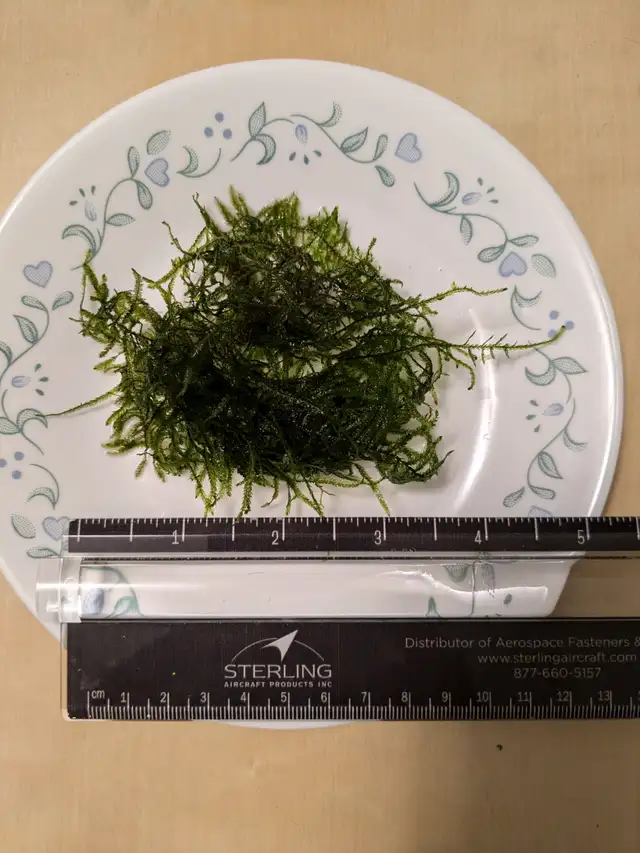 Java Moss for sale (SOLD OUT) in Fish for Rehoming in Markham / York Region - Image 3
