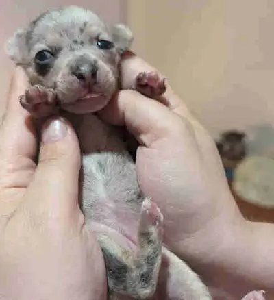 MINI Chihuahua Merle, View more