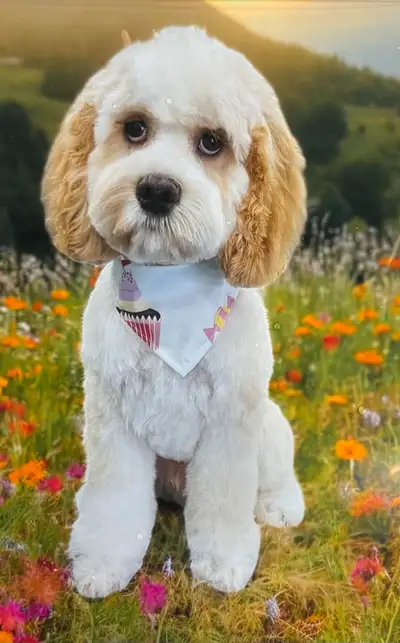 Cockapoo Puppy, View more
