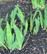 Perennial Plants - Hosta, Primrose, Iris, Daisy, Sedum, Lily