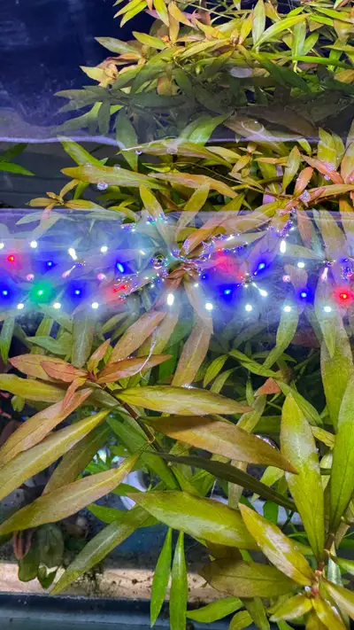 Ludwigia Repens x Arcuata stem live aquarium plant easy, View more