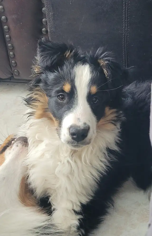 Only one left in Dogs & Puppies for Rehoming in Kitchener / Waterloo - Image 7