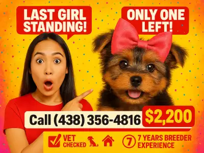 ⚠️ LAST GIRL STANDING! Best Yorkie in town ✨ Trained & Ready, View more