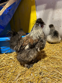 Silkie Rooster - SPPU