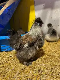 Silkie Rooster 
