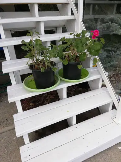 HEALTHY TWO LARGE ORGANIC PINK  GERANIUM PLANTS FOR SALE ., View more