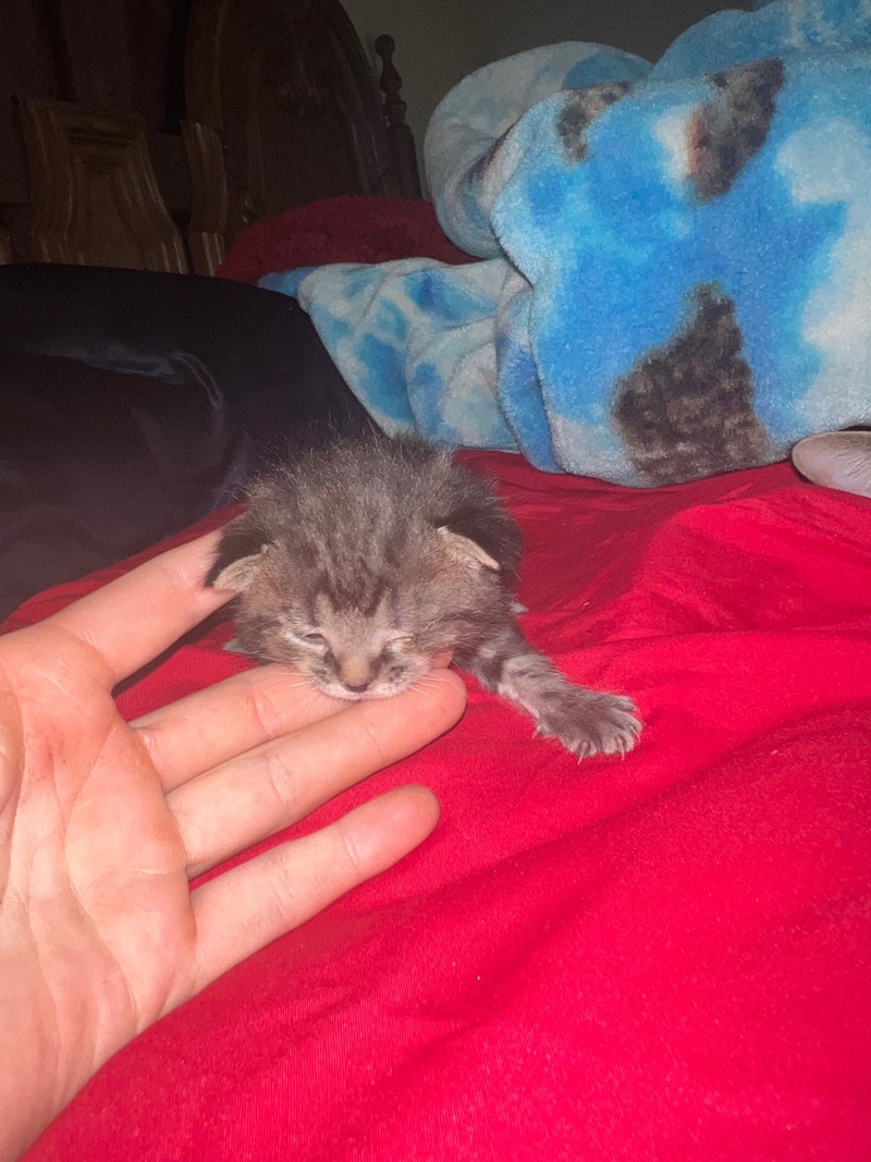 Free kittens Cats & Kittens for Rehoming Winnipeg Kijiji