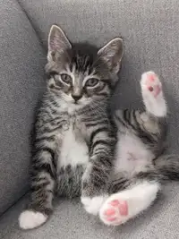 Adorable female kitten for sale