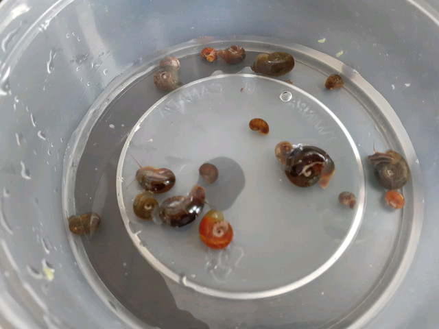 Snails as feeders or cleanup crew ramshorn in Fish for Rehoming in Winnipeg - Image 4