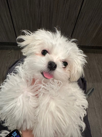 Home-Born Maltese Puppy 