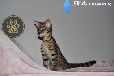 F2 and F8 Savannah kitten discounted prices, View more