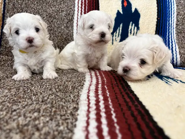 Purebred Maltese puppies in Dogs & Puppies for Rehoming in Winnipeg - Image 10