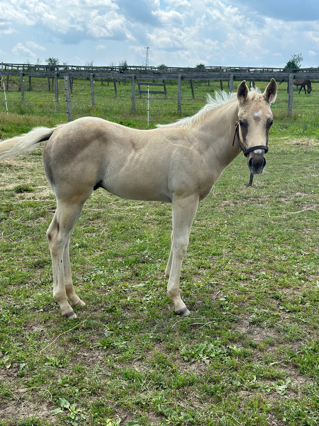 Reining bred colt | Horses & Ponies for Rehoming | London | Kijiji