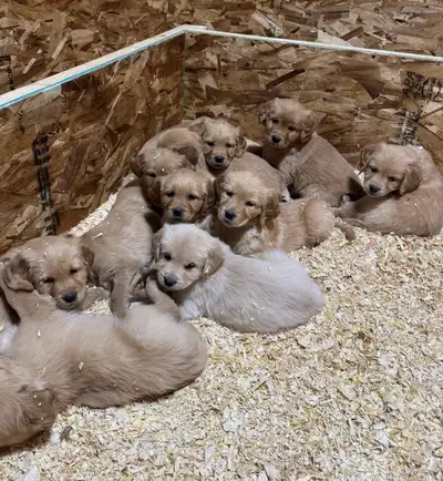 Golden Retriever Pups, View more