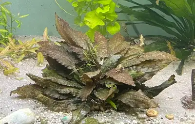 cryptocoryne wendtii brown, View more