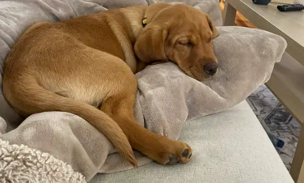 CKC Fox Red Labrador Retrievers (OFA Tested) in Dogs & Puppies for Rehoming in Norfolk County - Image 3