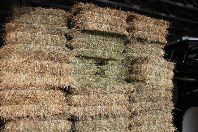 SMALL SQUARE BALES HAY FOR SALE in Livestock in Winnipeg