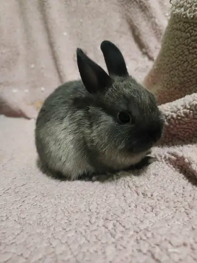 Deux bébés lapins pret a trouvé une famille pour la vie, ils ont neuf semaines. Le ptit gris mâle, l...