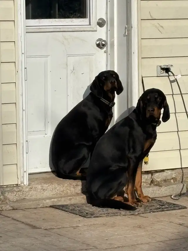 Black and Tan hounds Pure bred in Dogs & Puppies for Rehoming in Oakville / Halton Region - Image 3