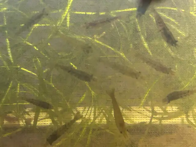 Neo caradina shrimp random colours in Fish for Rehoming in Brantford - Image 7