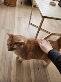 CAT VISITS in your Home in Downtown Toronto