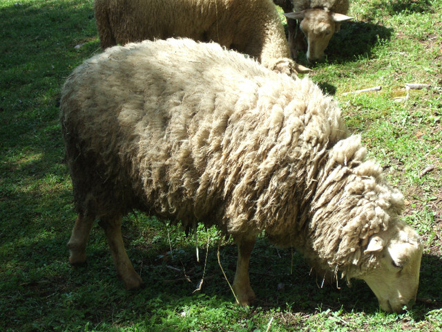 Ewes, lambs (ewes, rams) in Livestock in North Bay - Image 3