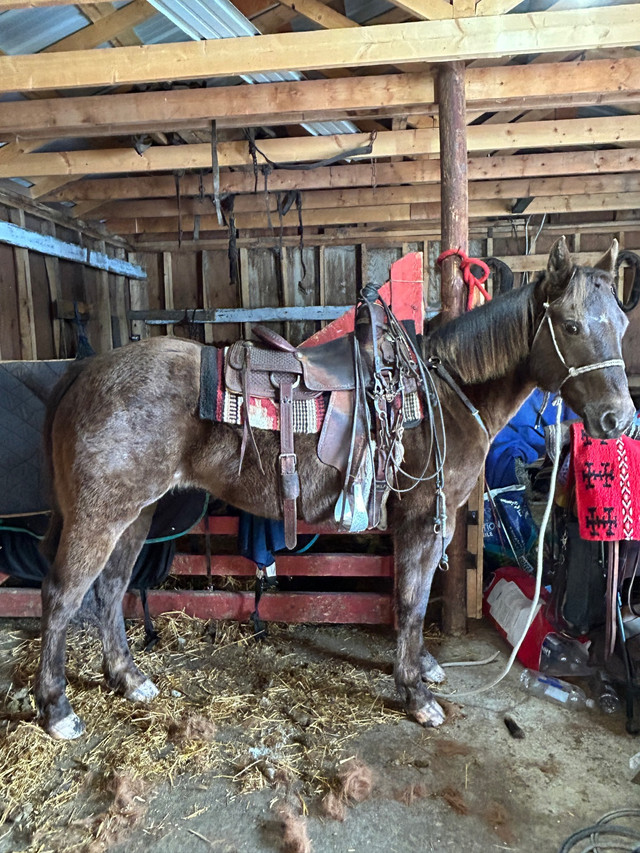 Grade mare in Horses & Ponies for Rehoming in Prince Albert