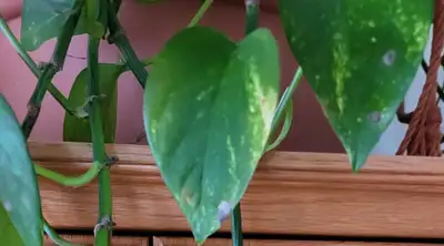 Rooted variegated pothos cuttings, View more