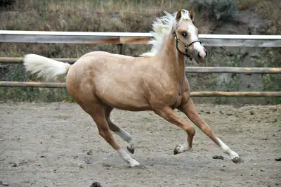 Athletic and Smart Palomino ApHC Gelding, View more