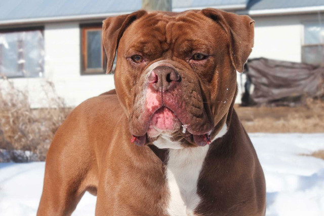 One Of A Kind Olde English Bulldogge Litter Planned For May 2024 in Dogs & Puppies for Rehoming in Edmonton - Image 2