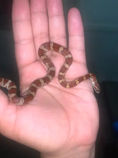 Male corn snake baby, View more