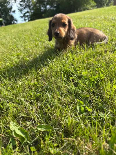 Two left! Gorgeous Purebred Long Haired Dachshund Puppies, View more