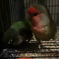 lovebird, conure & cage 