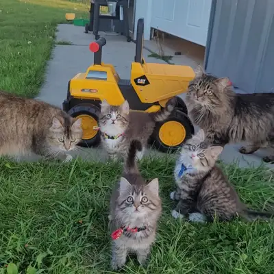 Notre chatte a eu une portée de 5 magnifiques petits chatons (4 femelles et 1 mâle). Ils sont manipu...