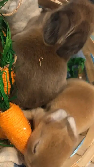 Baby purebred holland lops, View more