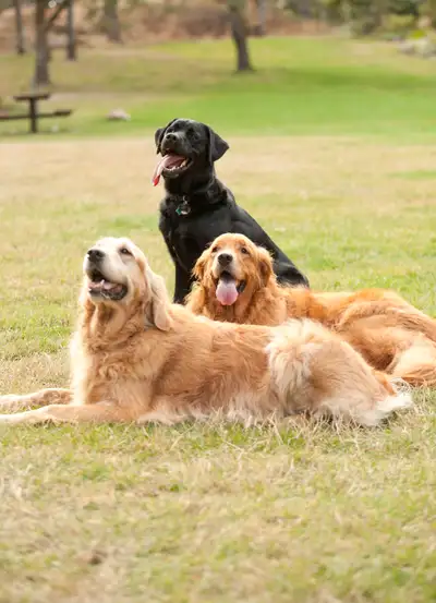 DOG WALKER - STITTSVILLE AREA, View more